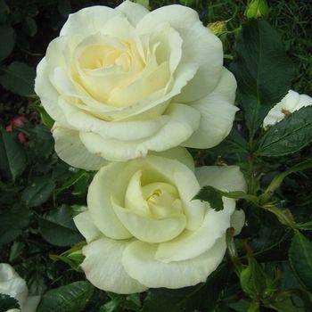 Роза флорибунда ‘La Paloma 85’