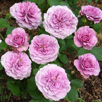 Роза флорибунда ‘Lavender Ice’