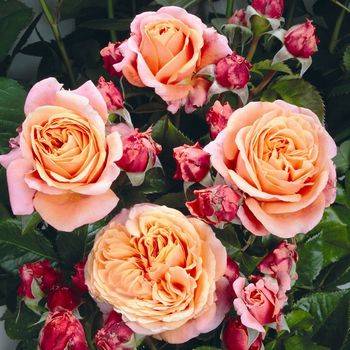 Роза флорибунда ‘Mary Ann’