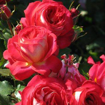 Роза флорибунда ‘Midsummer’