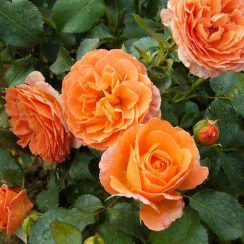 Роза флорибунда ‘Meilove Orange’
