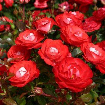 Роза флорибунда ‘Planten un Blomen’