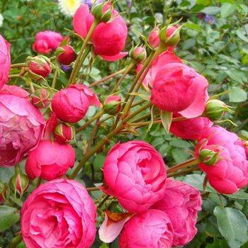 Роза флорибунда ‘Pomponella’
