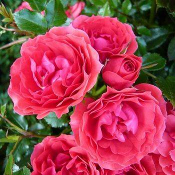 Роза флорибунда ‘Raspberry Royale’