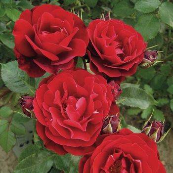 Роза флорибунда ‘Red Abundance’