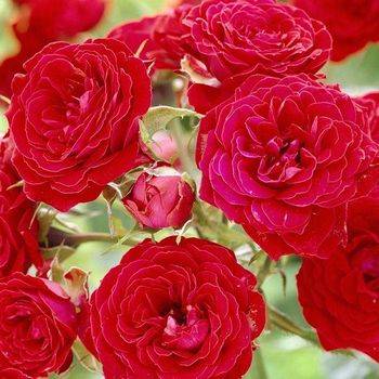 Роза флорибунда ‘Remembrance’