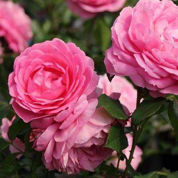 Роза флорибунда ‘Rosenfee’