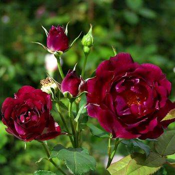 Роза флорибунда ‘Royal Celebration’