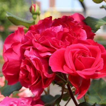 Роза флорибунда ‘Rouge Meilove’