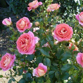 Роза флорибунда ‘Sommersonne’