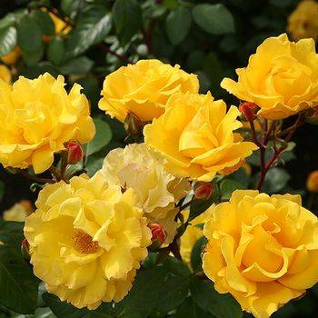 Роза флорибунда ‘Stuttgardia’