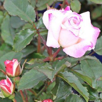 Роза флорибунда ‘Abigaile’