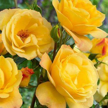 Роза флорибунда ‘Arthur Bell’