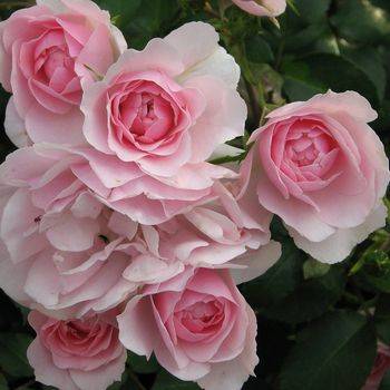 Роза флорибунда ‘Bonica 82’