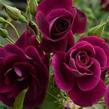 Роза флорибунда ‘Burgundy Ice’
