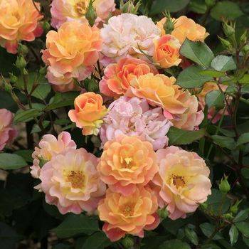 Роза флорибунда ‘Bordure Camaieu’