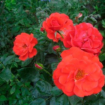 Роза флорибунда ‘Clos Fleuri d’Or’