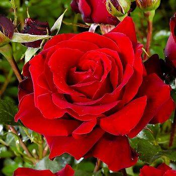 Роза флорибунда ‘Cygne Noir’