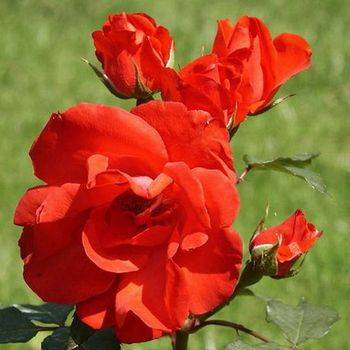 Роза флорибунда ‘Diablotin’