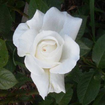 Роза флорибунда ‘Die Rose Ihrer Majestat’