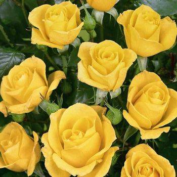 Роза флорибунда ‘Goldquelle’
