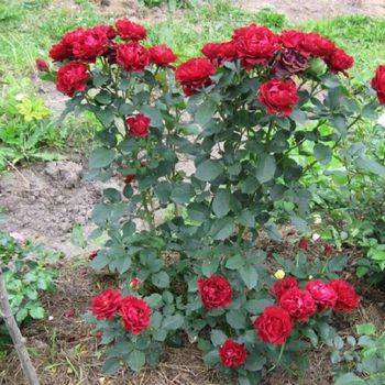 Роза флорибунда ‘Homage a Barbara’