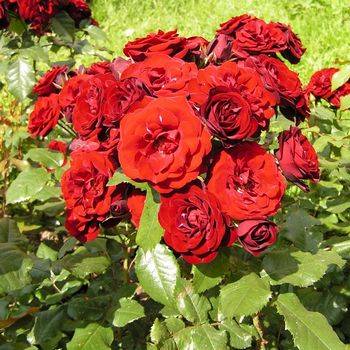 Роза флорибунда ‘Lavaglut’