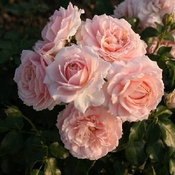 Роза флорибунда ‘Cremosa’