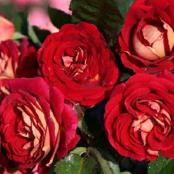 Роза флорибунда ‘Die Sehenswerte’