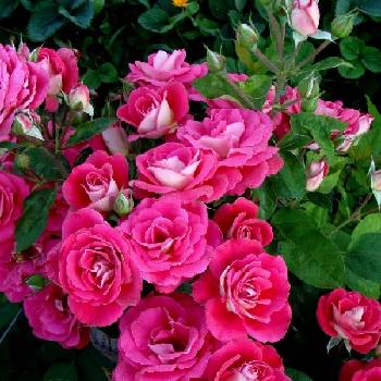 Роза флорибунда ‘Heimatmelodie’