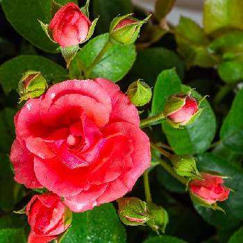 Роза миниатюрная ‘Lichtblick’