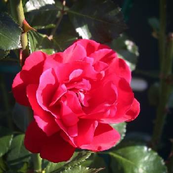 Роза плетистая ‘Mushimara ’