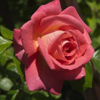 Роза плетистая ‘Shogun’