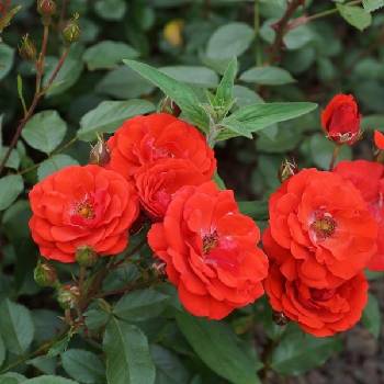 Роза флорибунда ‘Allotria’ 