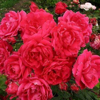 Роза шраб (парковая) ‘John Franklin’