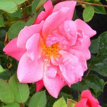 Роза шраб (парковая) ‘De Montarville’
