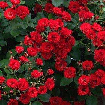 Роза миниатюрная ‘Scarlet Meidiland’