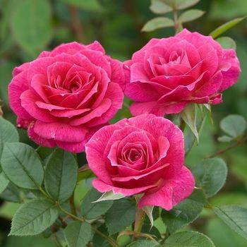 Роза плетистая ‘Gloriana’