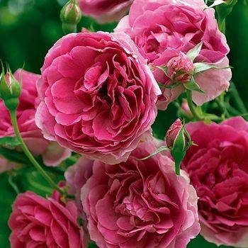 Роза плетистая ‘Pink Cloud’