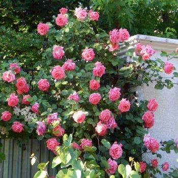 Роза плетистая ‘Ramira’ (KORmeita, Agatha Christie)