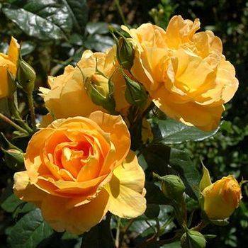 Роза полиантовая ‘Bernstein Rose’