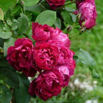Роза полиантовая ‘Cardinal Hume’