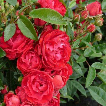Роза полиантовая ‘Morsdag'(красная)