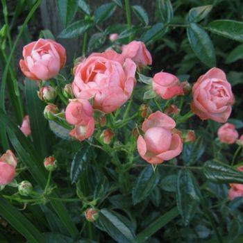 Роза полиантовая ‘Morsdag’ (розовая)
