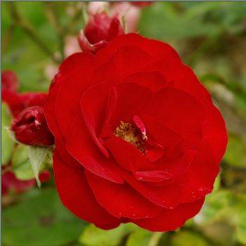 Роза полиантовая ‘Pussta’