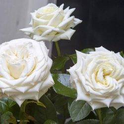 Роза минифлора (патио)