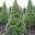 Ель канадская Conica (Picea glauca Conicа)