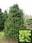 Ель обыкновенная Pygmaea (Picea abies Pygmaea)