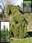 Ель сербская Pendula (Picea omorika Pendula)