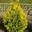 Туя западная ‘Aurescens’ (Thuja occidentalis ‘Aurescens’)